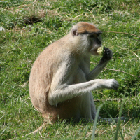 erythrocebus_patas2md (Erythrocebus patas)