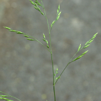 festuca_pratensis2md