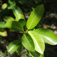 ficus_microcarpa3md