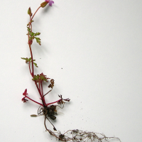 Geranium robertianum ssp. purpureum (Géranium pourpré)