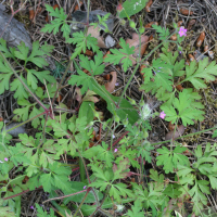 geranium_purpureum3md