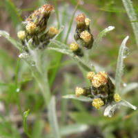 gnaphalium_hoppeanum2md