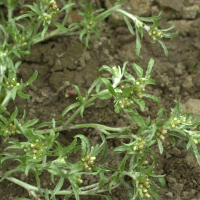 gnaphalium_uliginosum2md