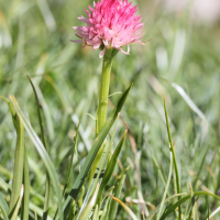 Gymnadenia nigra ssp. corneliana (Nigritelle de Cornelia)