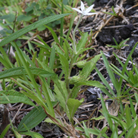 hippobroma_longiflora2md