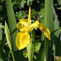 iris_pseudacorus2md