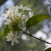 Jasminum azoricum (Jasmin des Açores)