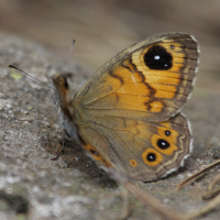 Lasiommata petropolitana (Gorgone)