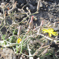 launaea_nudicaulis4bd