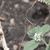 lestes_barbarus4bd