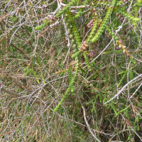 Melaleuca gibbosa (Melaleuca)