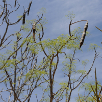 moringa_drouhardii2md