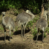 nandou_gris_-_rhea_americana5md (Rhea americana)