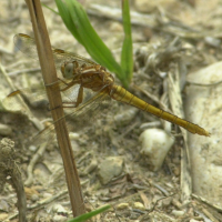 orthetrum_coerulescens2md