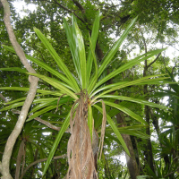 pandanus_purpurascens2md