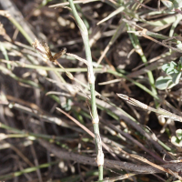 petrorhagia_saxifraga_gasparrinii2md