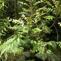 Phyllanthus phillyreifolius (Faux bois de demoiselle)