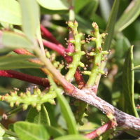pistacia_lentiscus7md