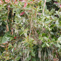 Psidium cattleianum (Goyavier)