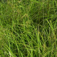 Scirpus_silvaticus (Scirpus sylvaticus)