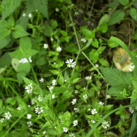Stellaria nemorum (Stellaire des bois)