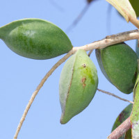 terminalia_catappa6md (Terminalia catappa)