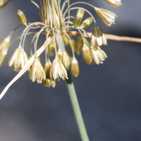 allium_paniculatum3md (Allium paniculatum)