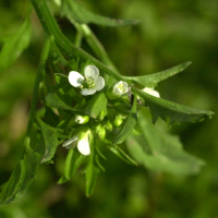 cardamine_flexuosa2md (Cardamine flexuosa)