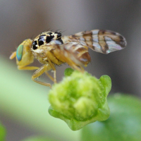 Carpomya schineri (Mouche des fruits)