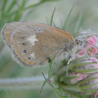 coenonympha_glycerion3md (Coenonympha glycerion)