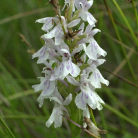 dactylorhiza_fuchsii5md (Dactylorhiza fuchsii)