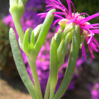 delosperma_cooperi2md (Delosperma cooperi)