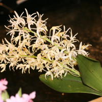 Dendrobium speciosum (Dendrobium)