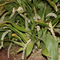 Dendrochilum glumaceum (Dendrochilum)