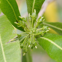 dodonaea_viscosa4md (Dodonaea viscosa)