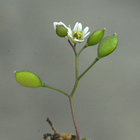 erophila_verna6md (Draba verna)