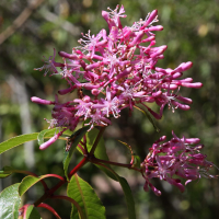Fuchsia arborescens (Fuchsia arborescent)