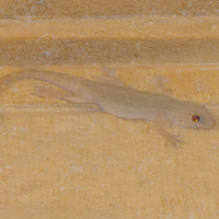 Hemidactylus flaviviridis (Gecko)