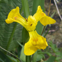 iris_pseudacorus4bmd