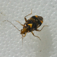 liocoris_tripustulatus2md