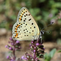 lycaena_tityrus7bd