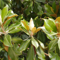 magnolia_grandiflora4md