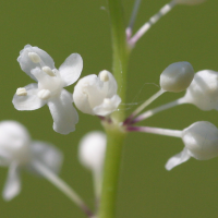 maianthemum_bifolium3md