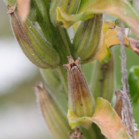 oenothera_fallax7md