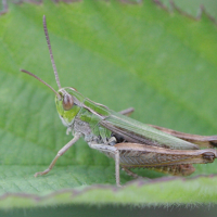 Omocestus viridulus (Criquet verdelet)