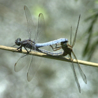 orthetrum_brunneum2md