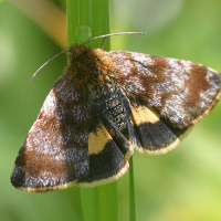 panemeria_tenebrata2bd