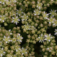 Polycarpon_polycarpoides catalaunicum