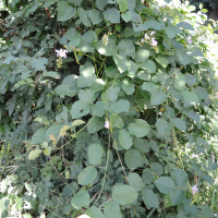 Psophocarpus scandens (Pois ailé africain)