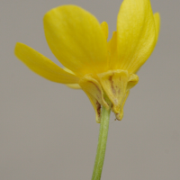 ranunculus_bulbosus4md